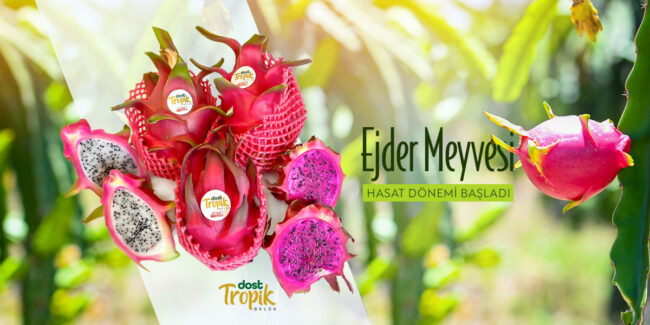 Ejder-Meyvesi-Dost-Tropik-SLIDER_30_HABER
