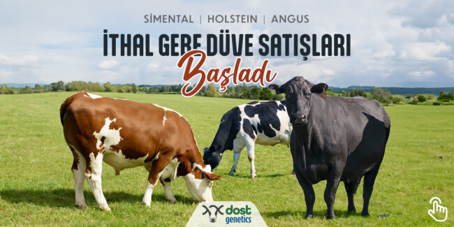 ITHAL-DUVE-SATIS-HABER